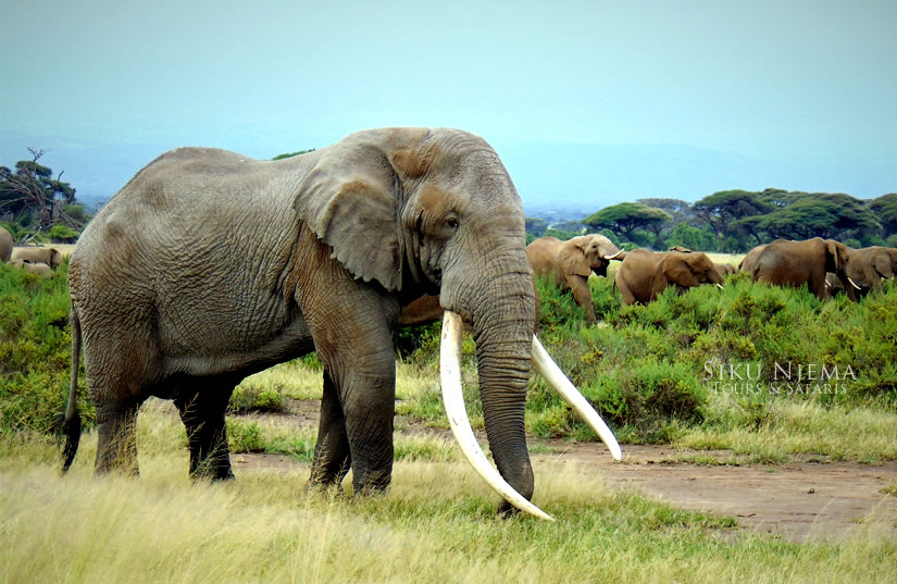 Elephant herd - Amboseli National Park